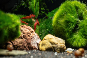 Red shrimp in the aquarium.