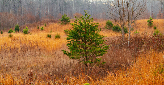 A lone cultivated fir tree in a field of brown grasses in autumn - Powered by Adobe