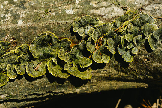Green turkey tail fungus growing on a log in the woods
