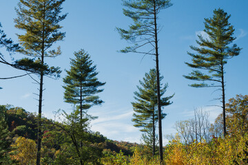 Five lone pine trees in a clearing on a hill in North Carolina