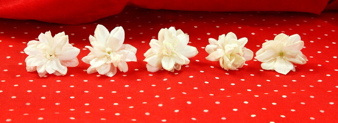 beautiful fresh jasmine  white flower texture in red background,in india known as...
