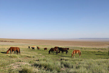 Naklejka na ściany i meble Group of horses grazing in the Mongolian steppe