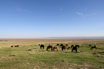 Naklejka na ściany i meble Group of horses grazing in the Mongolian steppe