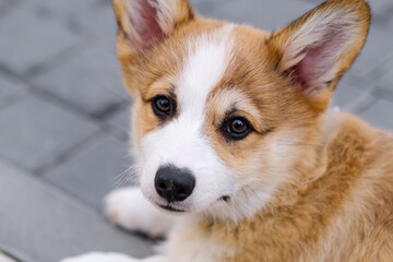 Little pembroke corgi puppy lies on a tile in a city park and looks at the camera