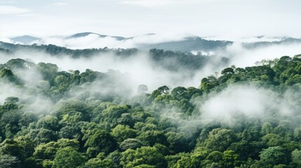 Obraz premium A panoramic view of a dense forest with a white fog covering the treetops