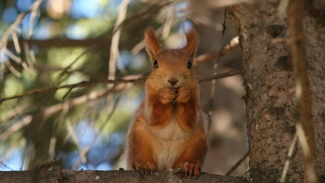 A beautiful red squirrel eats nuts in the forest. A squirrel with a fluffy tail sits and eats nuts close-up. Slow motion video