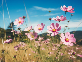 Obraz premium Vivid Beauty: Close-up Photography of African Daisy in a Sea of Blue Sky and White Clouds
