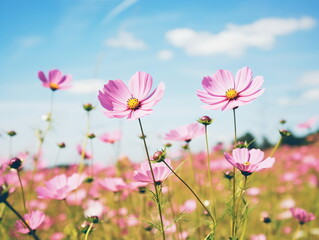 Fototapeta premium Vivid Beauty: Close-up Photography of African Daisy in a Sea of Blue Sky and White Clouds