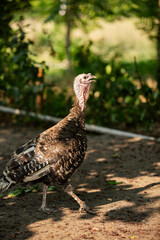 little turkey