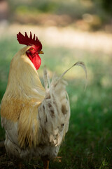 rooster in the farm