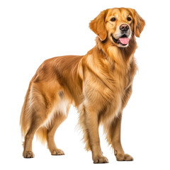 golden retriever dog looking isolated on white