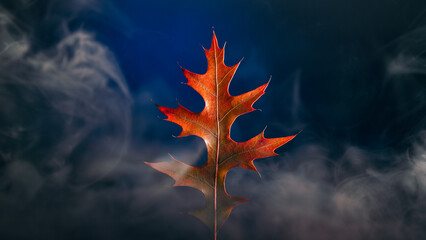 Different colorful leaves of trees with different backgrounds