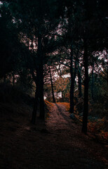 Obraz premium sunrise in the forest