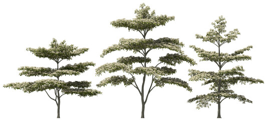 high white variegated pagoda dogwood trees group hq arch viz cutout © Mathias Weil