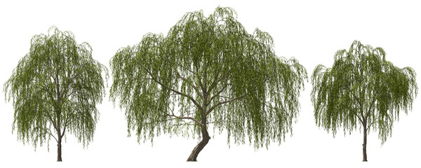 weeping willow trees group hq arch viz cutout - obrazy, fototapety, plakaty