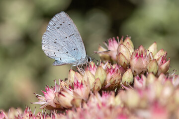 Close-up of a Holly Blue Butterfly (Celastrina argiolus) on Sedum 'Matrona' - obrazy, fototapety, plakaty