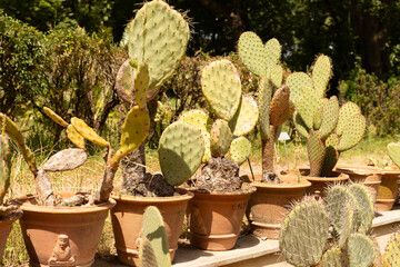  Group of cactus in the garden