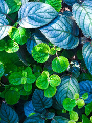 water lilies in the garden