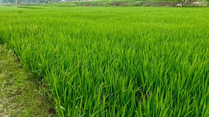 fertile and beautiful rice fields and agricultural land in the mountainous area