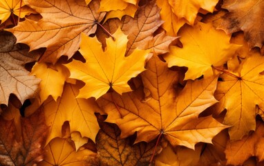Naklejka na ściany i meble Autumn leaves. Background of fallen autumn leaves