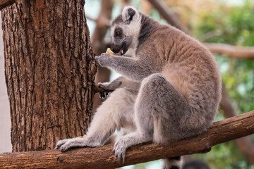 A ring-tailed lemur (Lemur catta) sitting on a tree