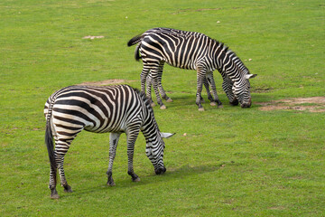 Fototapeta na wymiar Two zebras (Hippotigris) in green grass
