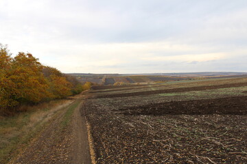 A dirt road with trees in the background