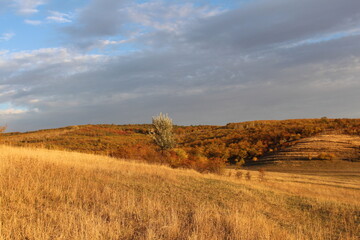 A field with trees and bushes
