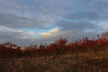 A field with red trees