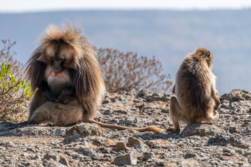 Gelada Baboon with open mouth, Simien mountains NP, detail portrait, from Ethiopia