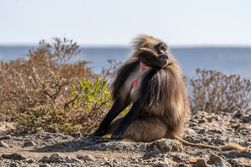 Gelada Baboon with open mouth, Simien mountains NP, detail portrait, from Ethiopia