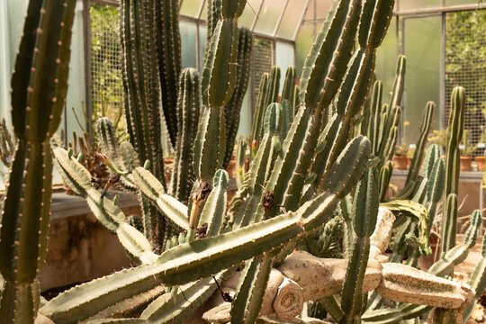 Group of cactus in a botanical garden