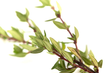 Selective focus on thyme leaves on white background.