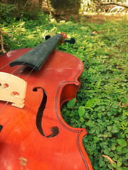 violin on the grass