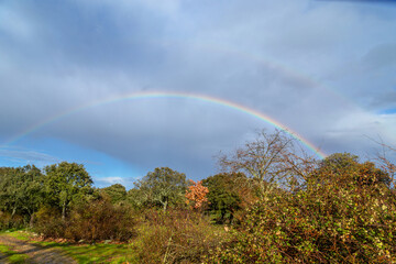 Oak trees and a rainbow