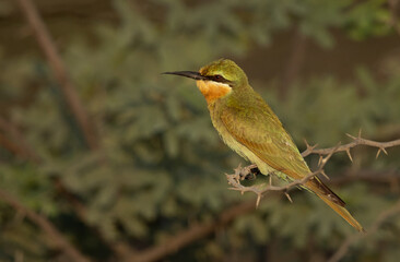 A Blue-cheeked bee-eater portrait, Jasra, Bahrain