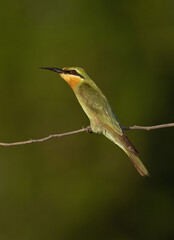 Closeup of a Blue-cheeked bee-eater on green