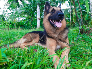 german shepherd dog