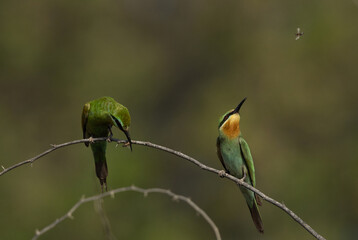 Blue-cheeked bee-eater feeding a bee and one of them trying to catch a bee, Bahrain