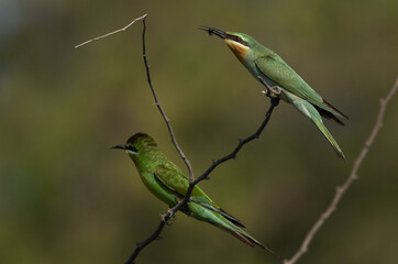 Blue-cheeked bee-eater perched on acacia tree with a bee at Jasra, Bahrain
