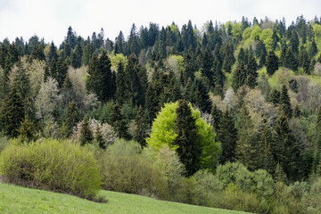 Fototapeta na wymiar Pieniny Mountains in Poland. Photo taken on the yellow trail to Durbaszka.