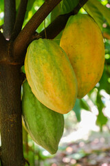Ripe and young cocoa fruits in a cocoa tree on a farm,in Phetchabun Province, Thailand