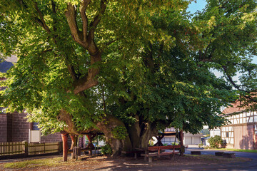 1000 Jahre alte Linde in Himmelsberg bei Marburg