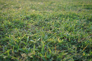 Lawn in front of the house