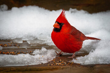  red male cardinal perched on the deck covered with snow and looking for birdseeds, feeding birds,...