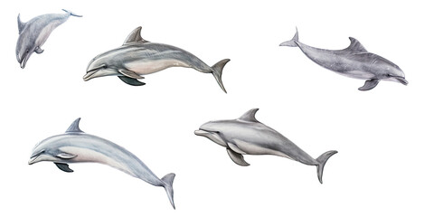 an assortment of dolphins as an isolated and transparent PNG in a Nature-themed, photorealistic illustration. Generative ai