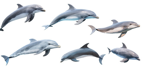 Fototapeta premium an assortment of dolphins as an isolated and transparent PNG in a Nature-themed, photorealistic illustration. Generative ai