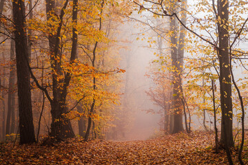 Footpath in autumn forest. Fog in woodland with beech trees. Morning weather at fall season - obrazy, fototapety, plakaty