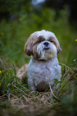 shih tzu dog in the grass in the forest