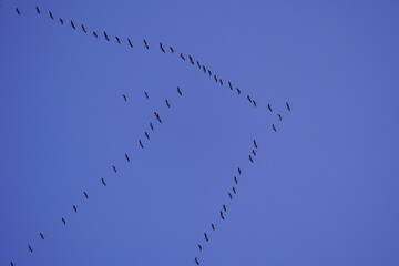 Large formation flying Greylag Geese (Anser anser) towards the southwest towards winter quarters.

